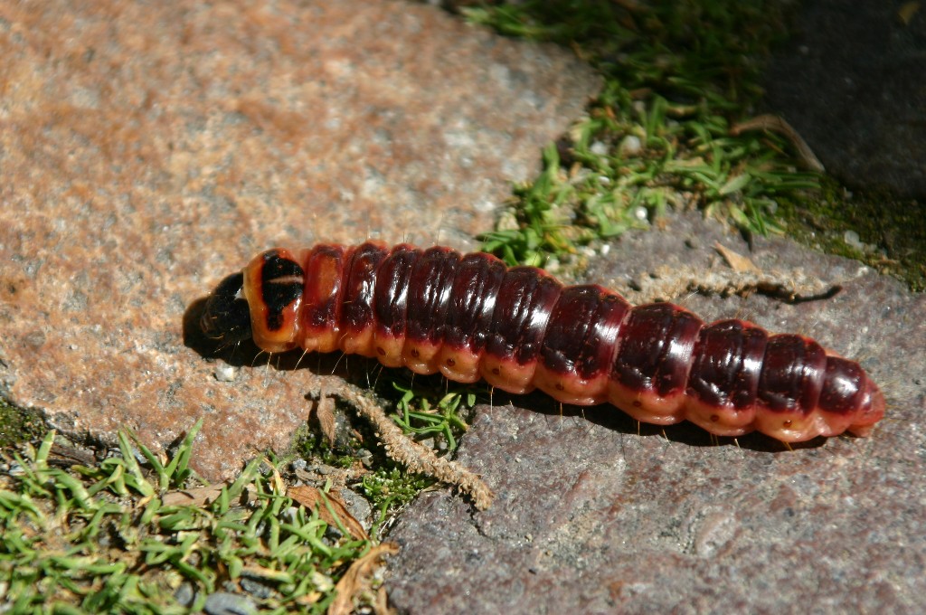 Larve der Weiden-Holzwespe (Cossus cossus) — große rötliche Raupe, die Gänge im Stamm gräbt