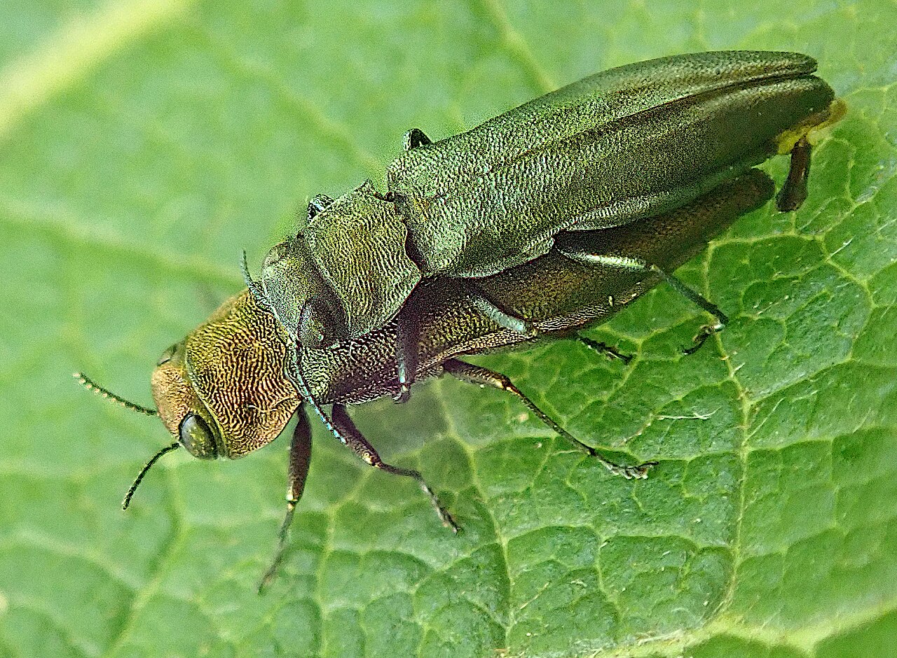 Kupferner Prachtkäfer (Agrilus viridis) — metallisch glänzende Käfer, deren Larven Gänge im Holz bohren