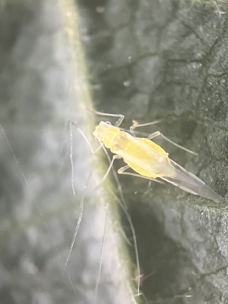 Erwachsene grüne Haselnussblattlaus (Myzocallis coryli) auf einem Haselnussblatt