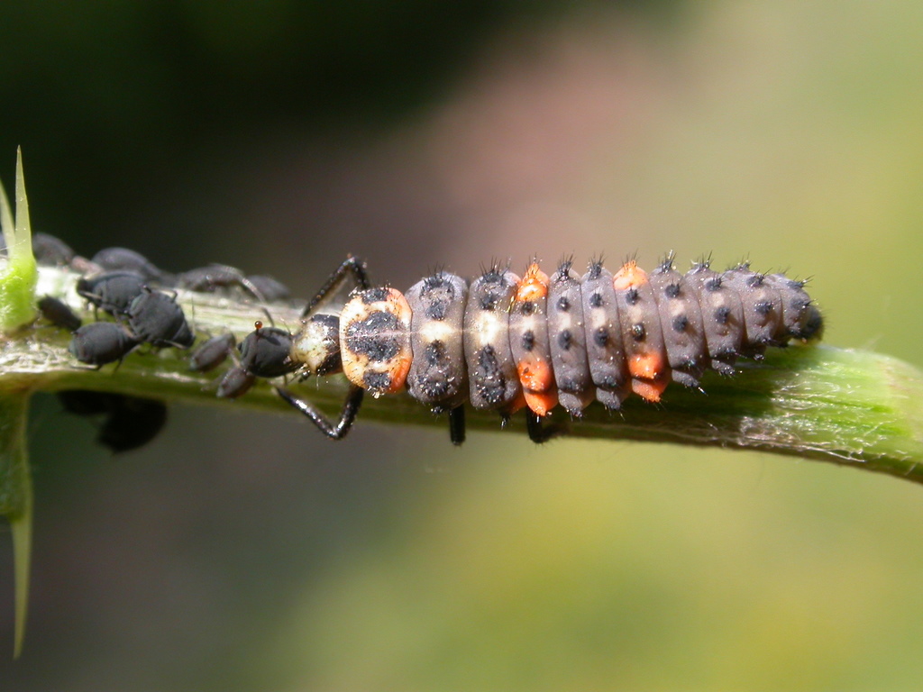 Marienkäferlarve (Coccinella septempunctata) ernährt sich von Blattläusen