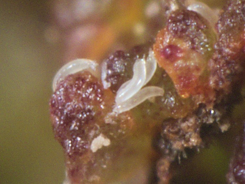 Mikroskopische Aufnahme der Haselnussknospengallmilbe (Phytoptus avellanae)