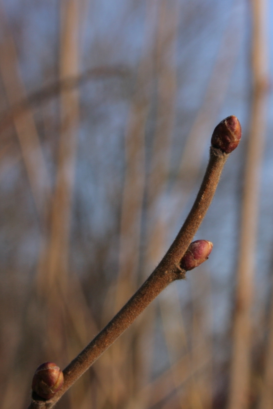 Gesunde, spindelförmige Haselnussknospen (Corylus avellana) im Winter zum Vergleich