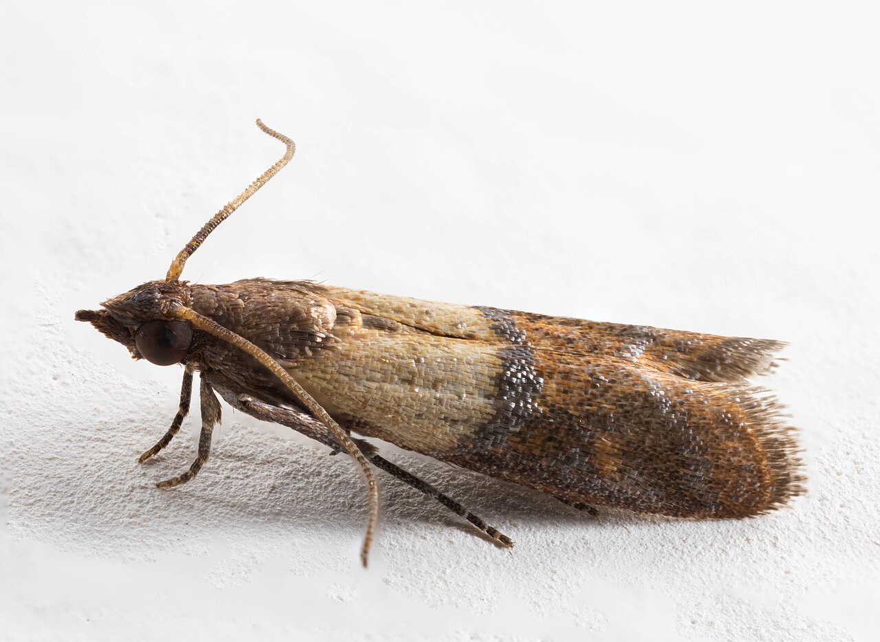 Erwachsene Mehlmotte (Plodia interpunctella) mit charakteristisch zweifarbigen Flügeln