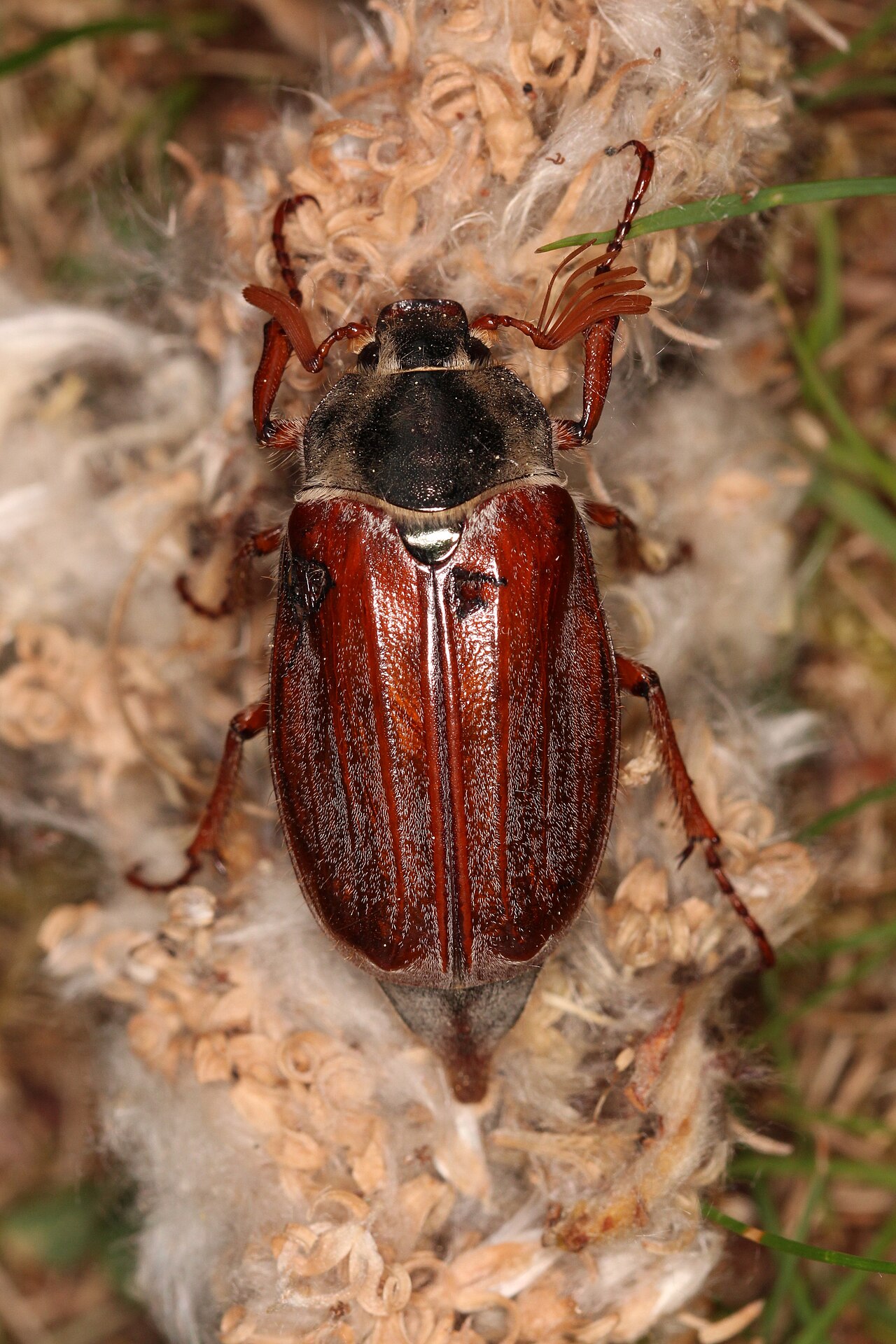 Gemeiner (Mai-)Käfer (Melolontha melolontha)