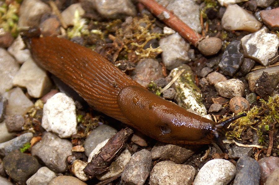 Schnecke ohne Gehäuse (Arion vulgaris) auf Pflanzenmaterial