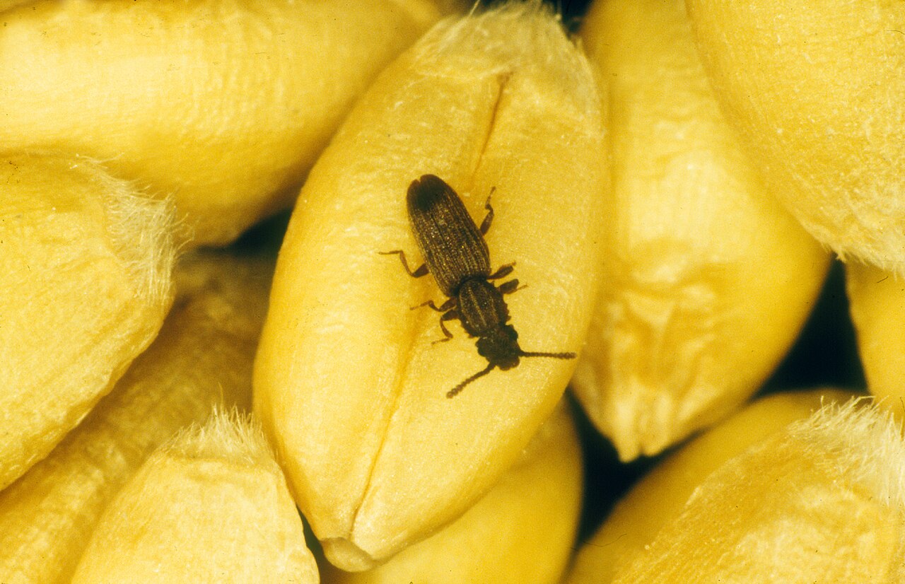 Getreideschimmelkäfer (Oryzaephilus surinamensis), Lagerschädling