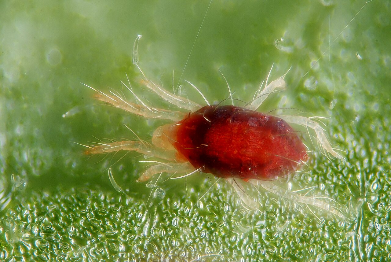 Gewöhnliche Spinnmilbe (Tetranychus urticae) aus der Nähe — adulte, rotliche Individuen