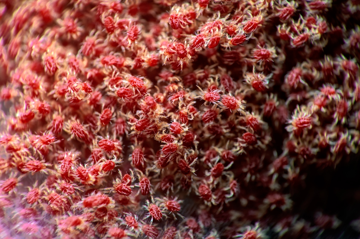 Kolonie roter Spinnmilben (Tetranychus urticae) mit feinem Gespinne an der Pflanze