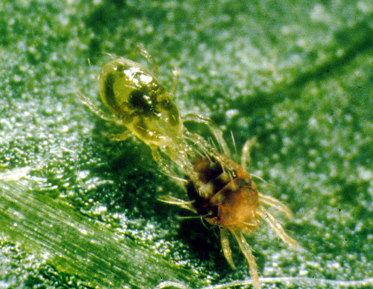 Räuberische Milbe greift Rote Spinnmilbe an — biologische Kontrolle