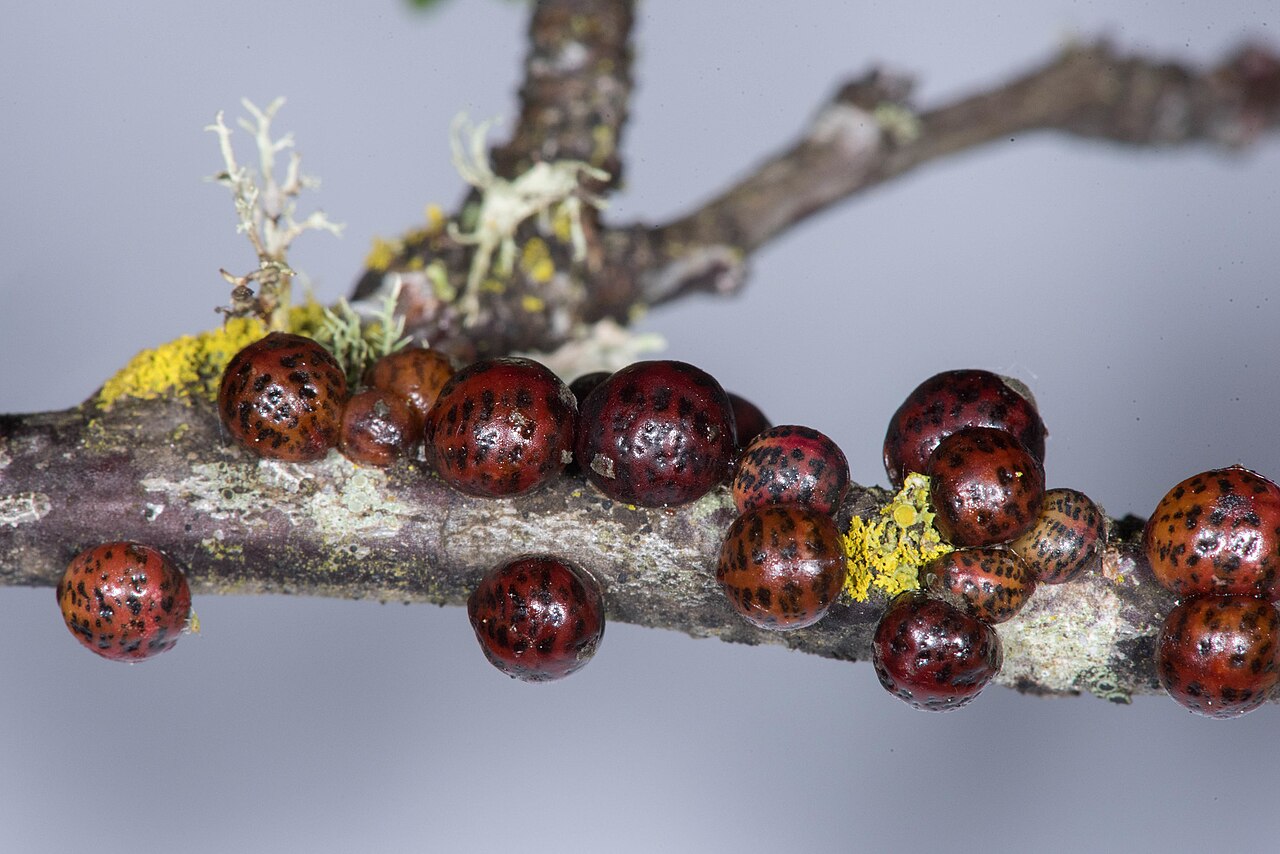 Scale insects on hazelnut branch