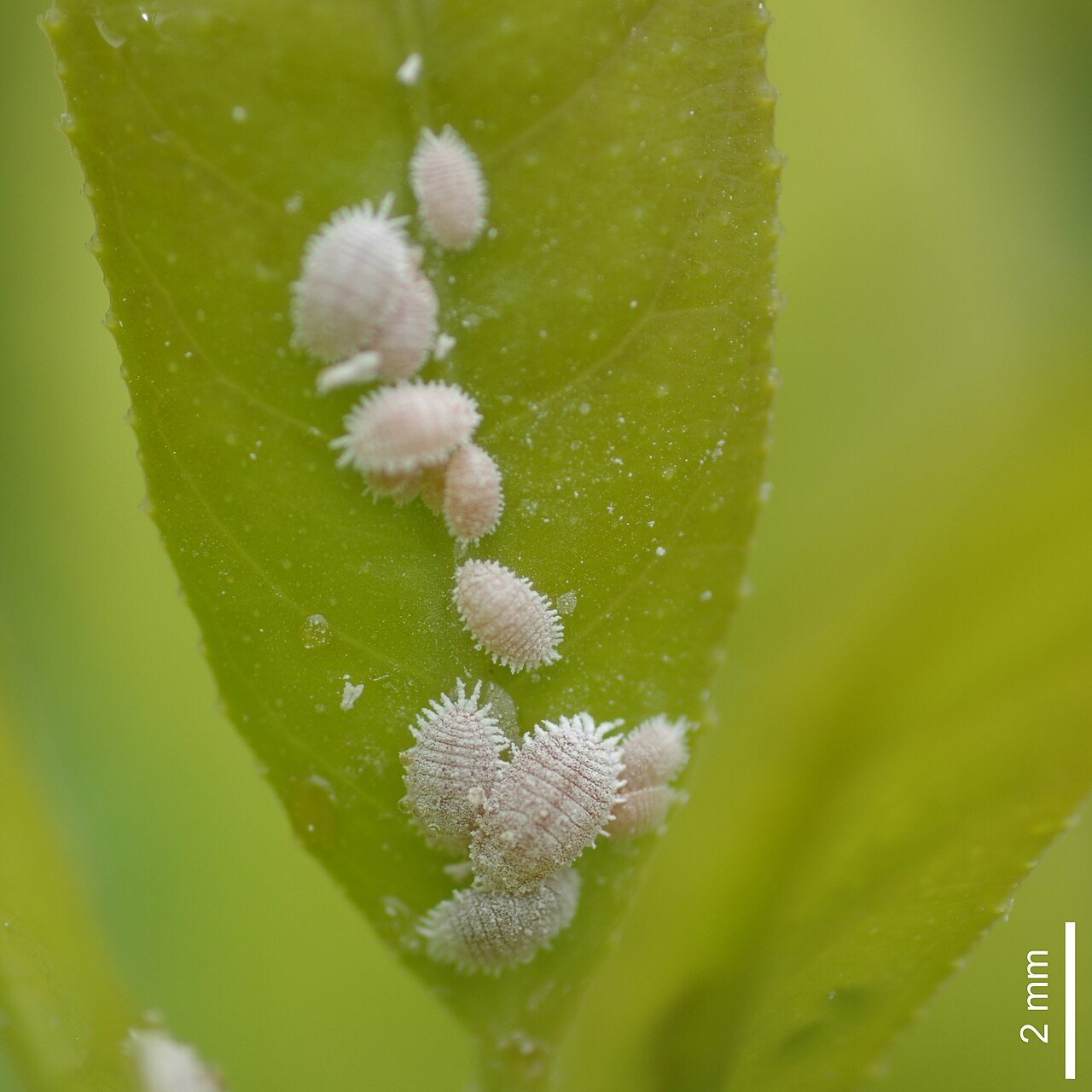 Scale insects on leaf