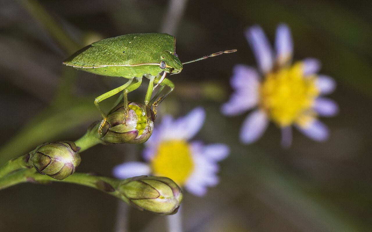 Grüne Schildwanze (Nezara viridula)