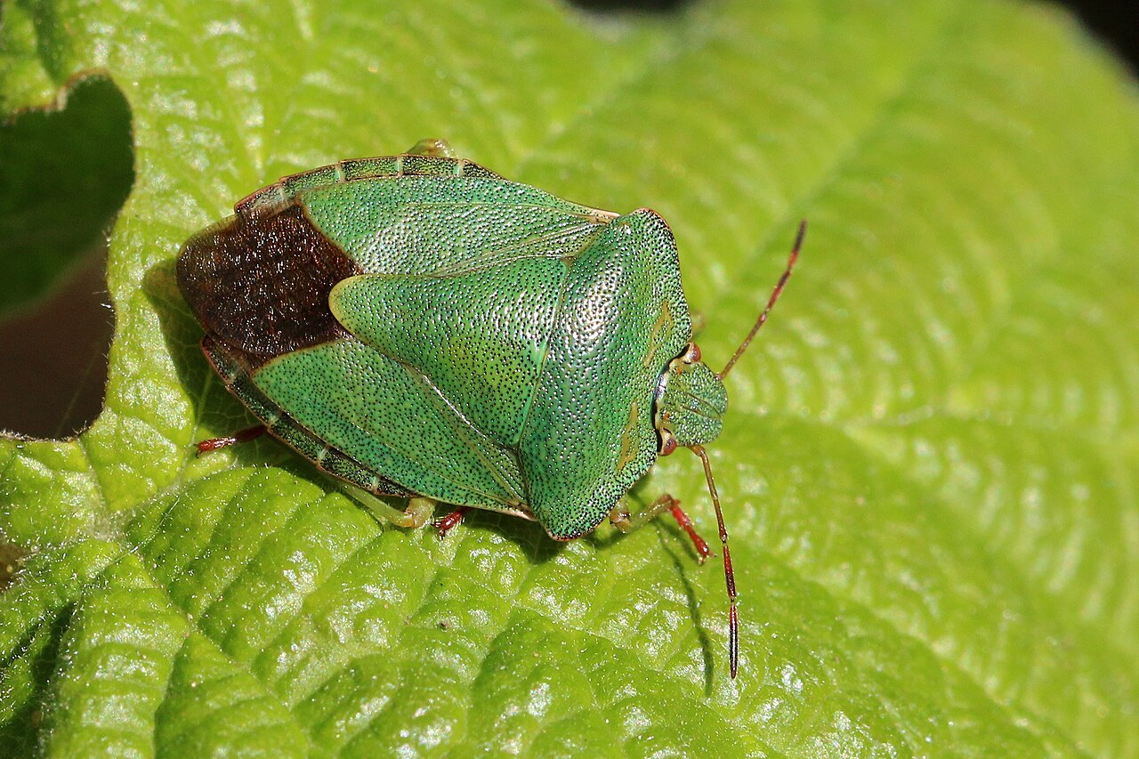 Grüne Blattwanze (Palomena prasina)