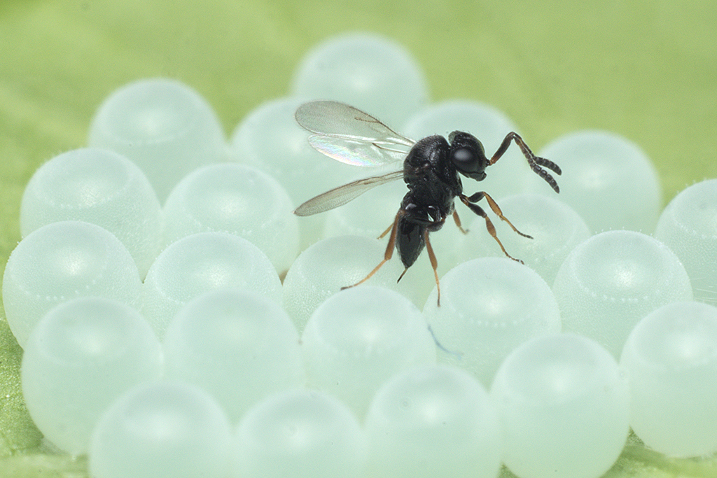 Samurai-Wespe (Trissolcus japonicus), Parasitoid der Wanzenei
