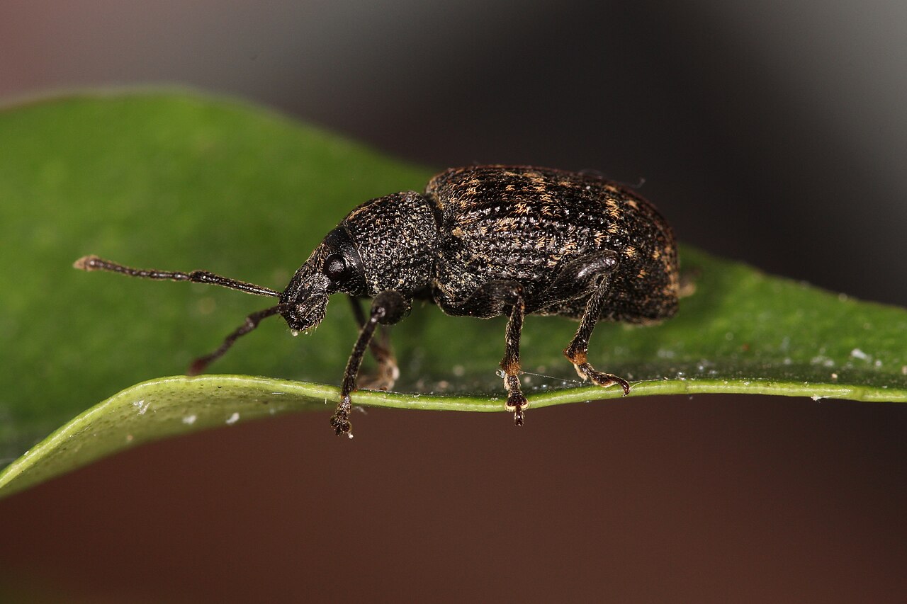 Erwachsener Wurzelrüssler (Schwarzer Rüssler), Otiorhynchus sulcatus