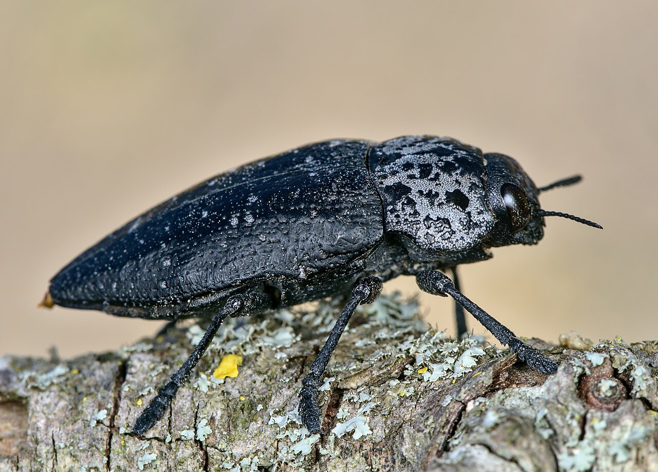 Erwachsener Wurzelkernbockkäfer, Capnodis tenebrionis