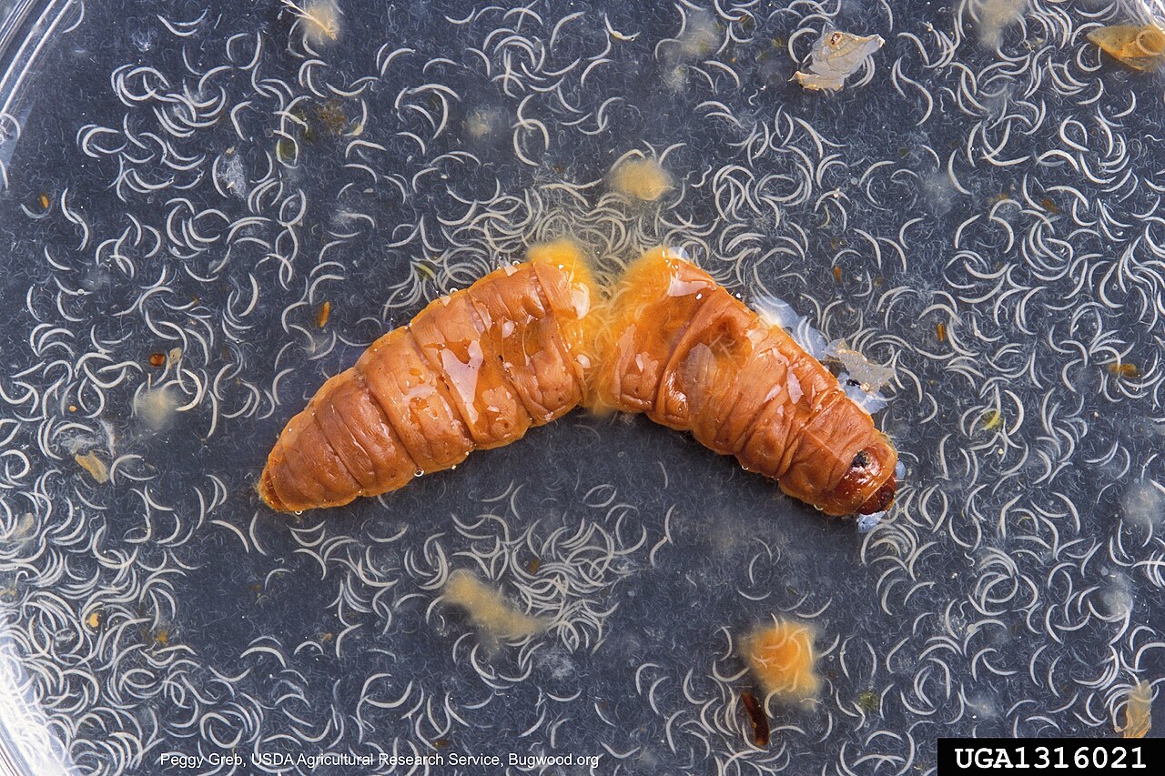 Entomopathogene Nematode Heterorhabditis bacteriophora, biologische Maßnahme gegen Larven im Boden