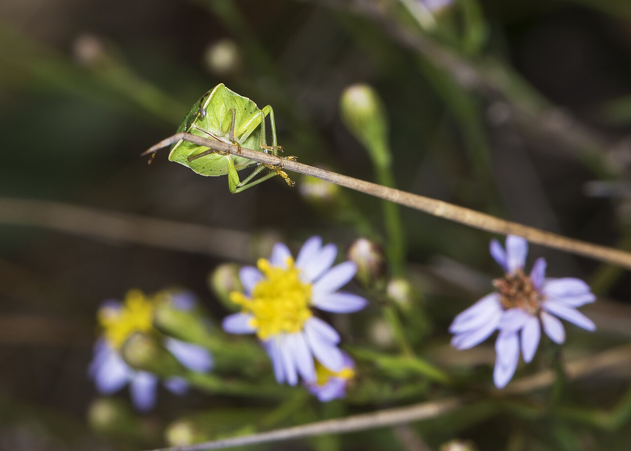 Grüne Gemüsewanze (Nezara viridula), häufiger Schädling der Früchte