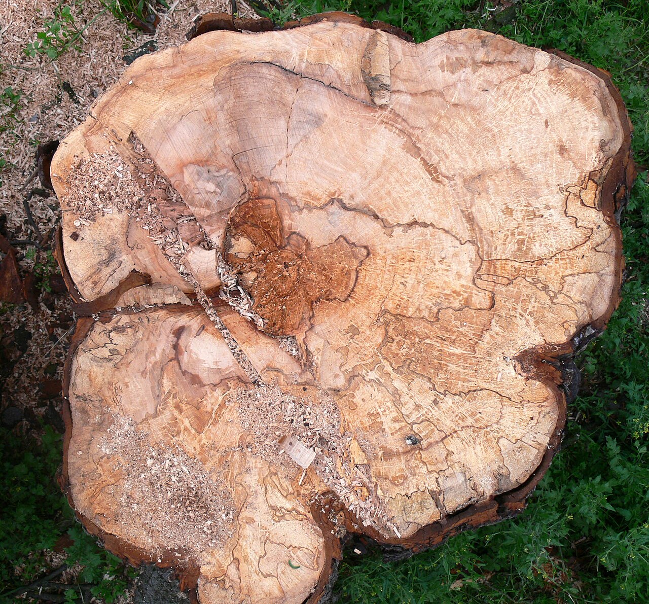Abgestorbener Baum der Wildkastanie durch den Bakterium Pseudomonas syringae — ähnliches Verfall wird durch Pseudomonaden an Haselnuss verursacht