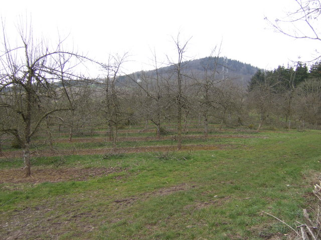 Obstgarten (Apfelgarten) nach dem Winterschnitt — Illustration eines korrekt geschnittenen Bestandes; Hygiene und Schnittzeitpunkt sind entscheidend für die Bekämpfung von Bakteriosen