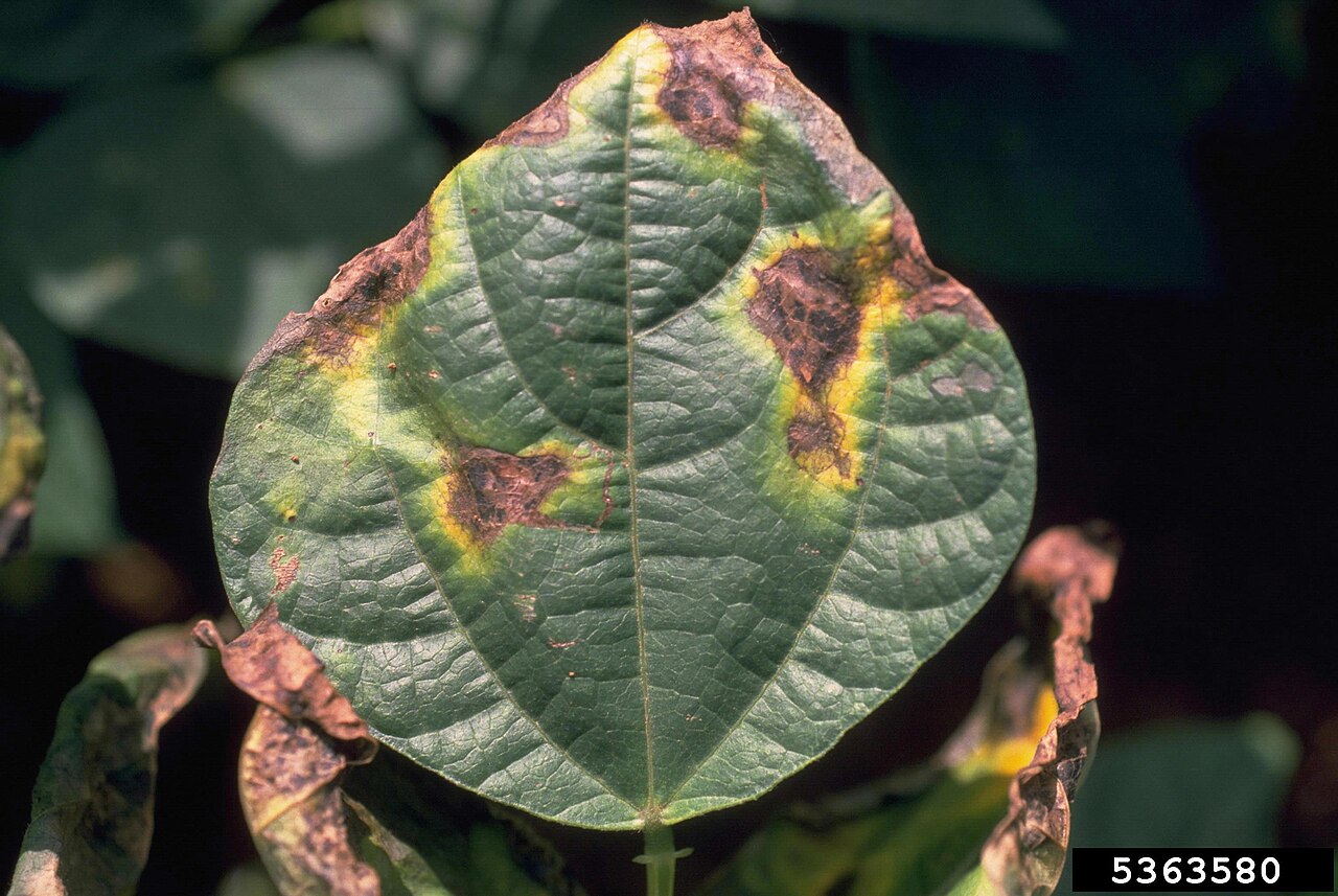 Blatt mit braunen nekrotischen Flecken und Vergilbung