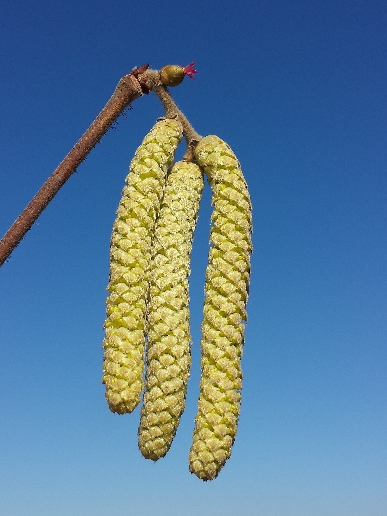Europäische Haselnuss (Corylus avellana), Hauptwirt, der anfällig für EFB ist