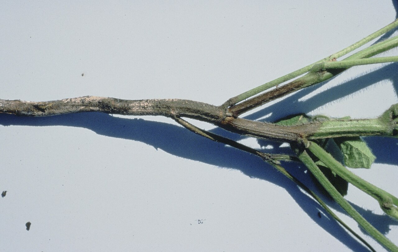 Wurzelfäule verursacht durch Phytophthora-Arten mit Gewebenekrose