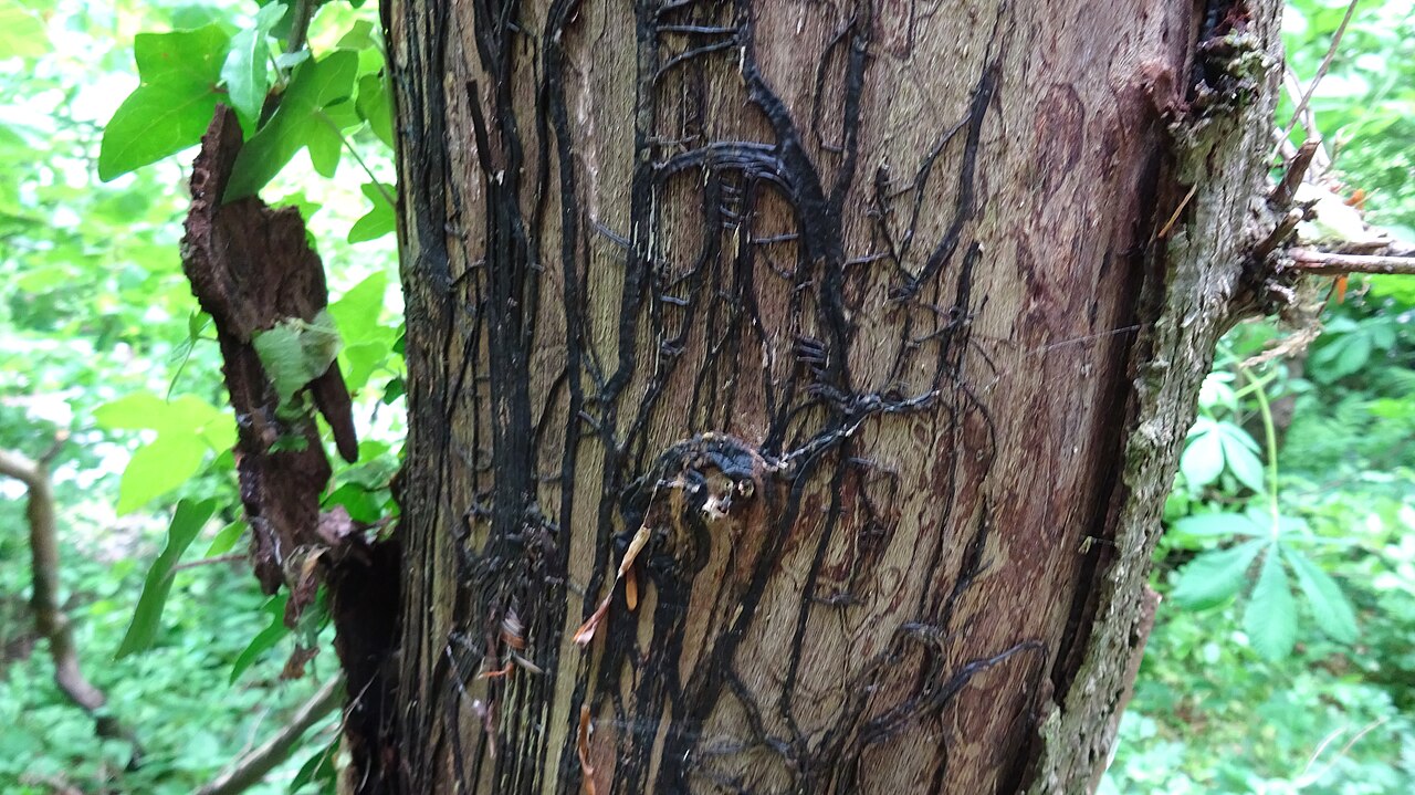Dunkle Rhizomorphe (wurzelartige Bänder) des Pilzes Armillaria mellea
