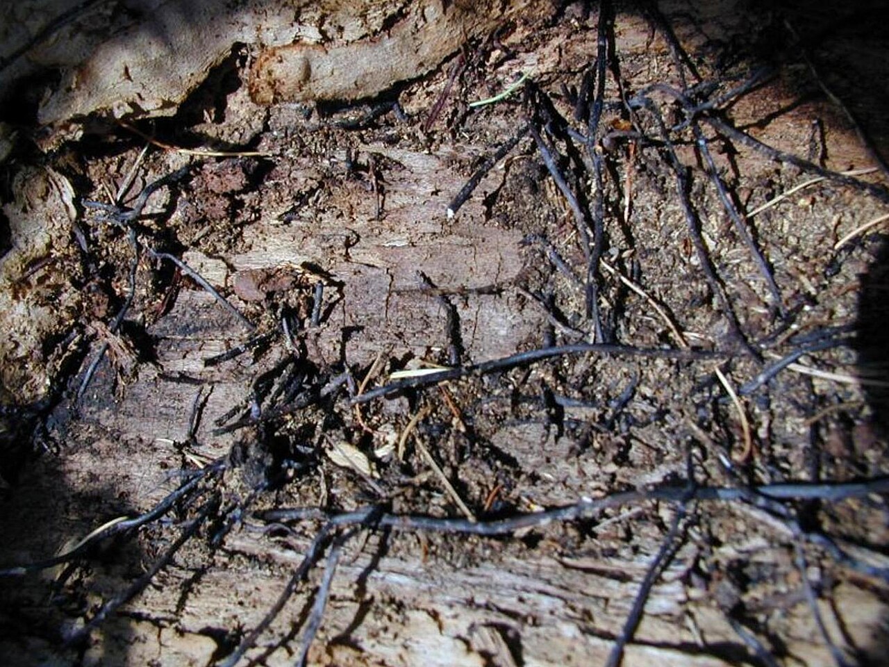 Rhizomorphe des Honigpilzes an freigelegten Wurzeln eines erkrankten Baumes