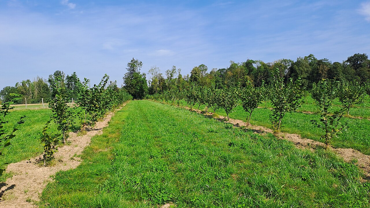 Haselnussanlage (Corylus avellana) mit Sträuchern in Reihen