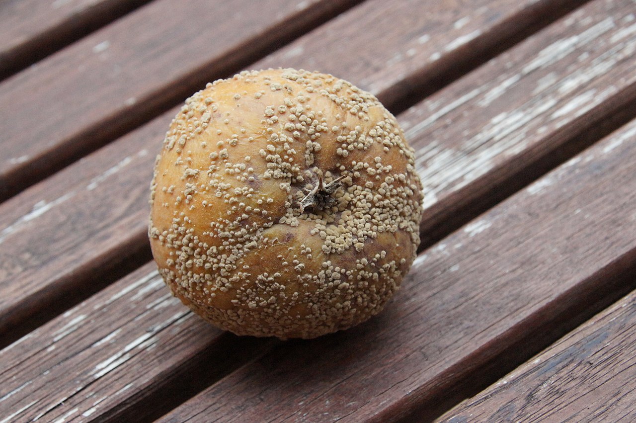 Braune Fruchtfäule verursacht durch den Pilz *Monilinia fructigena* mit typischen gelblichen Sporenkissen, die in konzentrischen Kreisen angeordnet sind (dargestellt an einem Apfel)