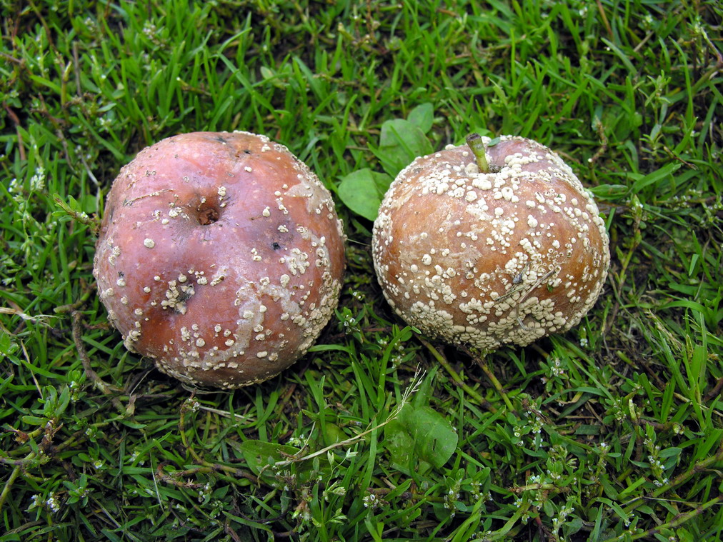 Mit Monilia (*Monilia* / *Monilinia fructigena*) befallene Früchte mit brauner Fäule und konzentrisch angeordneten Sporodochien (dargestellt an Äpfeln)