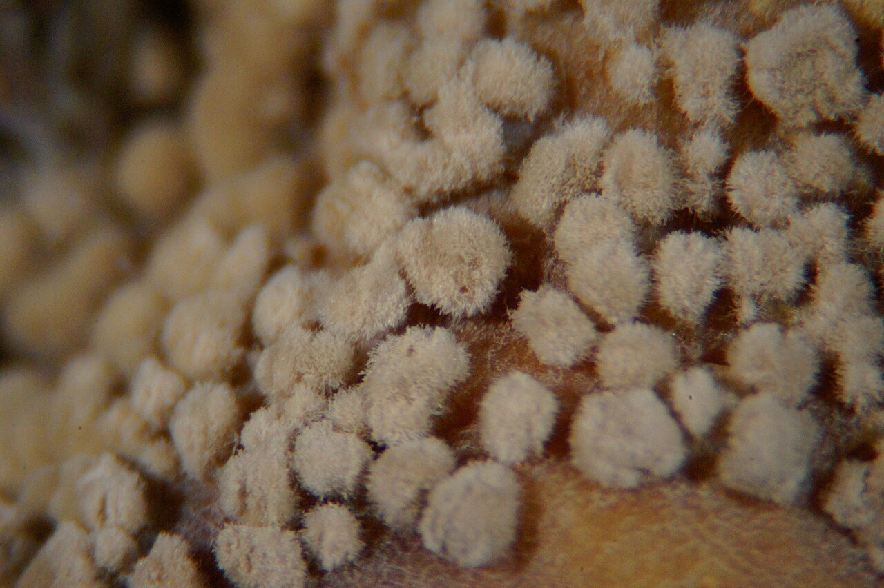 Monilia botrytis fungal infection on hazelnut