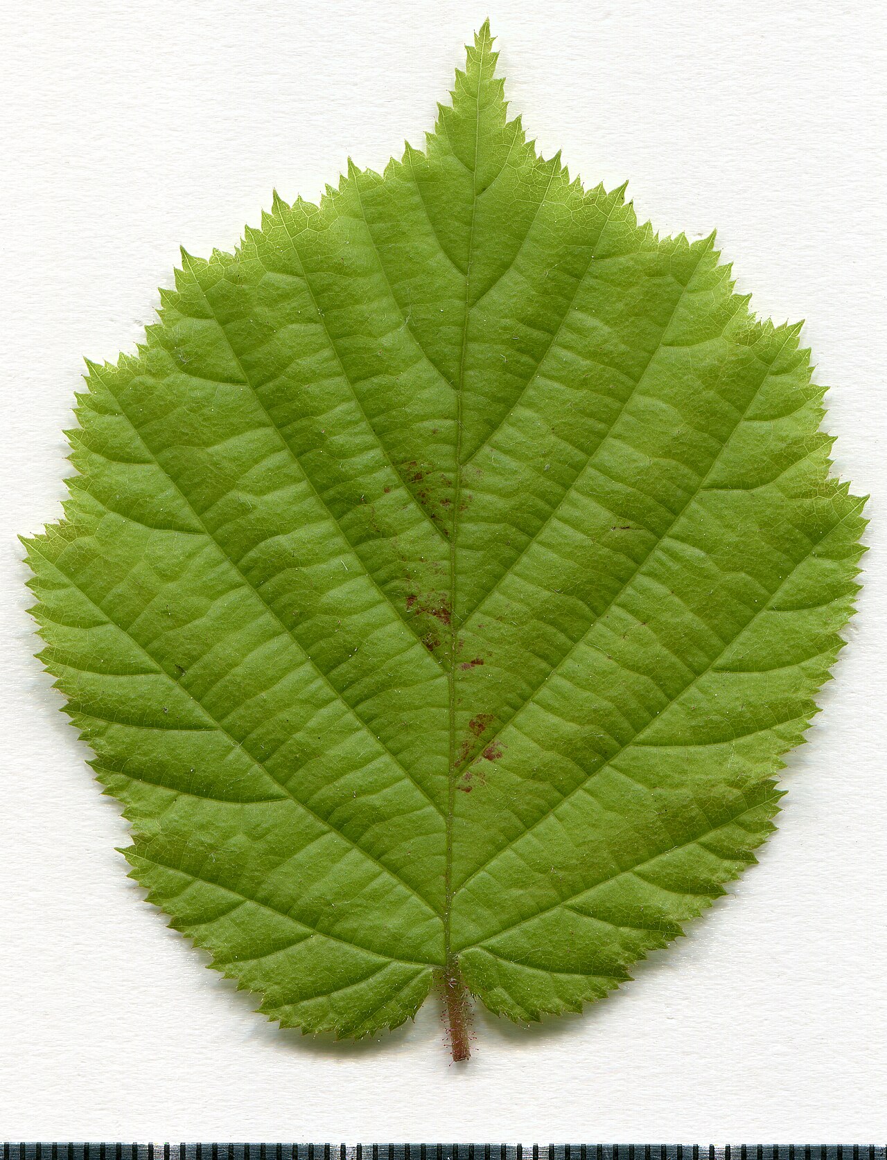 Haselnussblatt (Corylus avellana) — Herbarpräparat