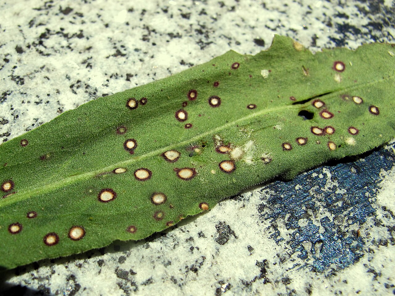 Runde pilzliche Blattflecken mit ringförmiger Zone (illustrativ, auf einem Sauerblatt-Rumex sp.)