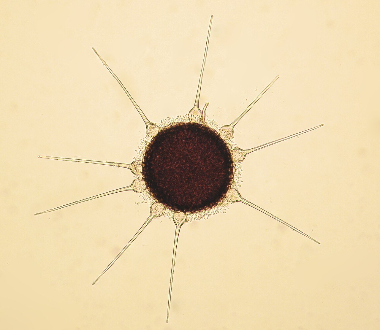 Kleistothecium des Mehltaus Phyllactinia guttata auf einem Haselnussblatt unter Vergrößerung