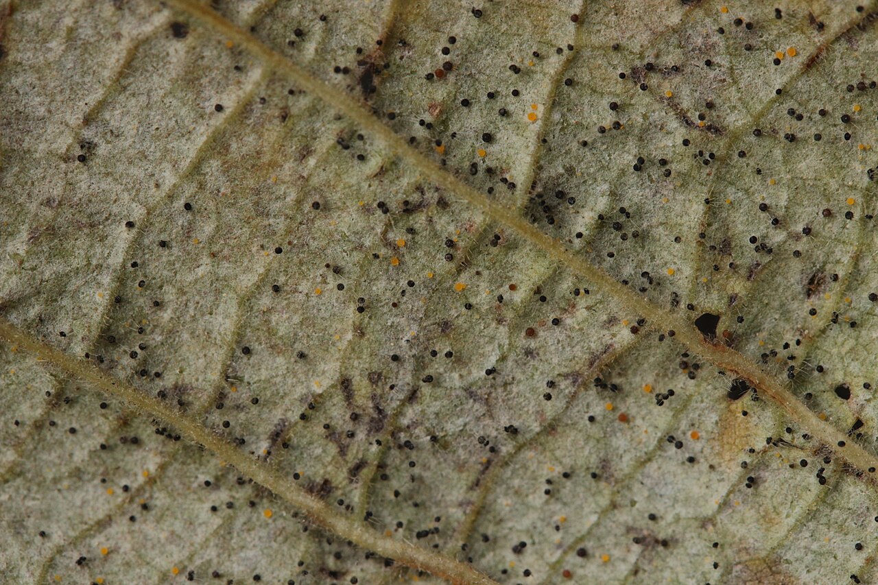 Blatt mit Pilzsporen und Flecken