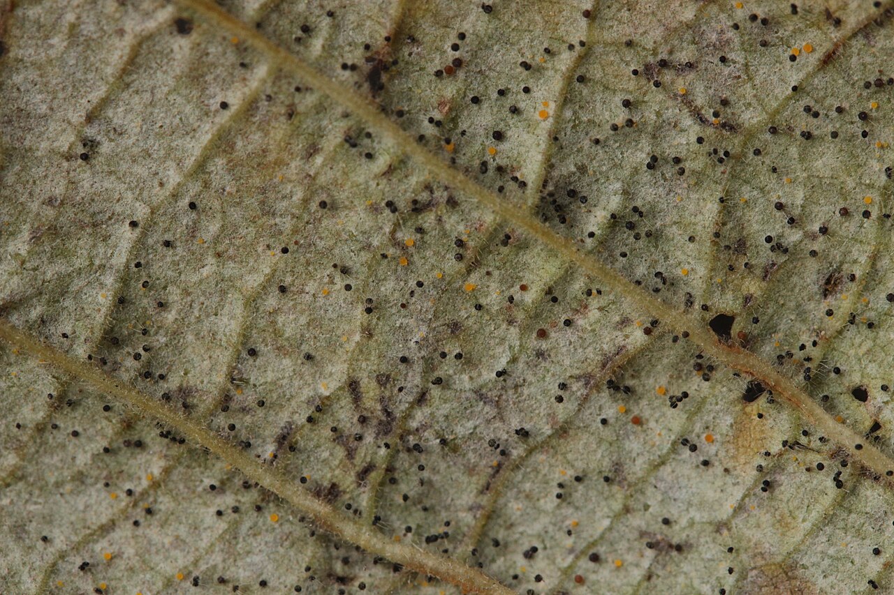 Blattoberfläche mit Pilzsporen