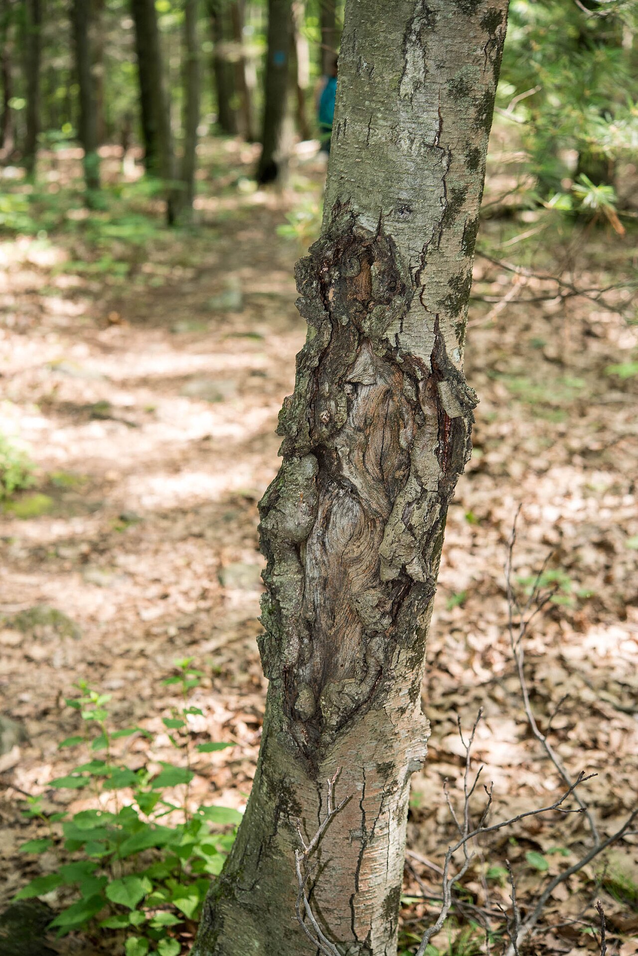 Krebsgeschwür an der Rinde verursacht durch Neonectria (Nectria) galligena – eingesunkene, konzentrisch aufgerissene Läsion