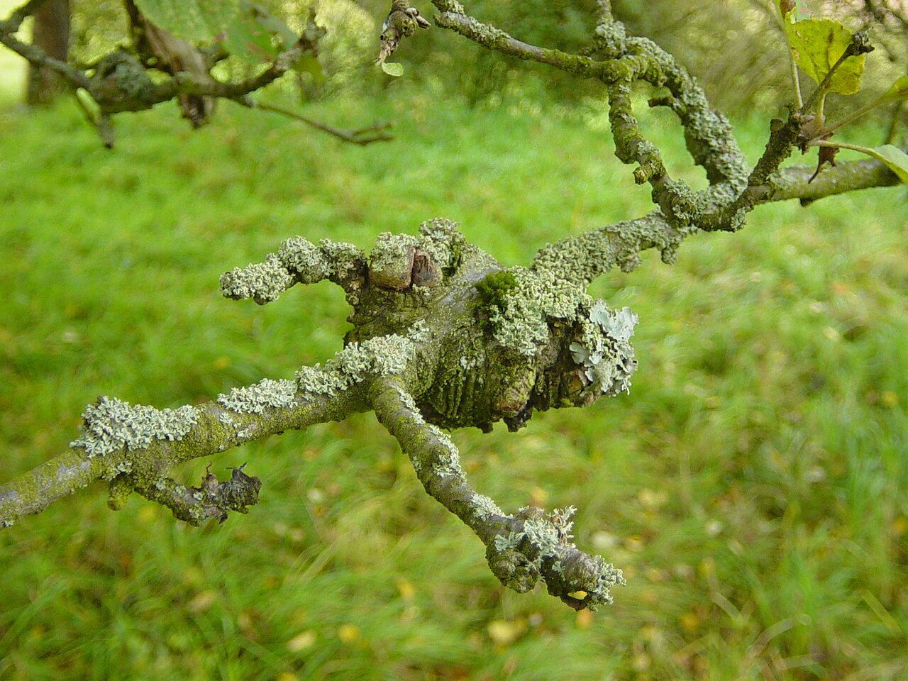 Krebsgeschwür am Stamm der Fruchtbaum – typisches Aussehen des pilzlichen Rindenkrebses, der Äste schwächt und bricht