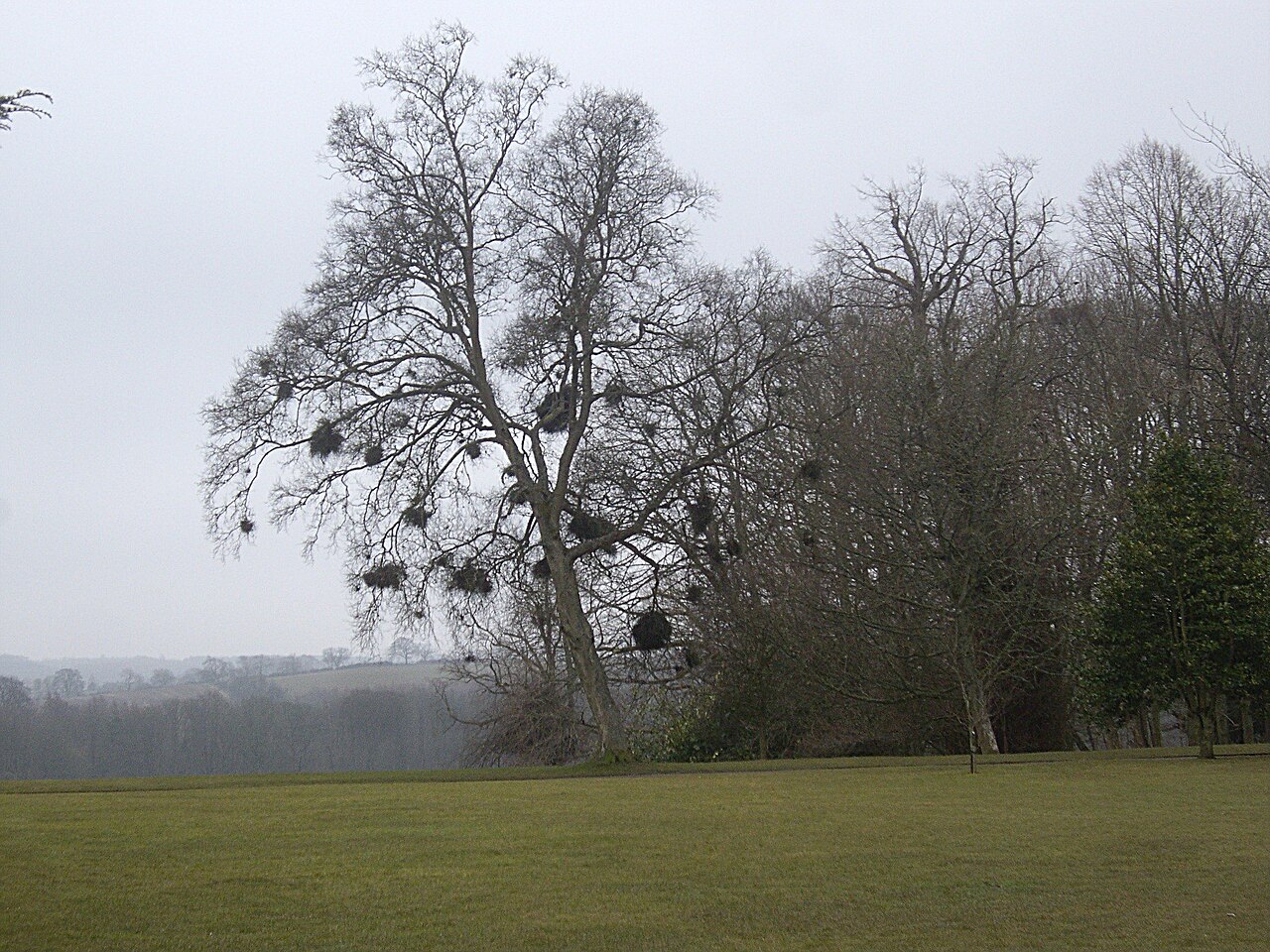 Hexenbesen am Baum — Ansammlung dünner Triebe, typisches Symptom einer Phytoplasma-Infektion