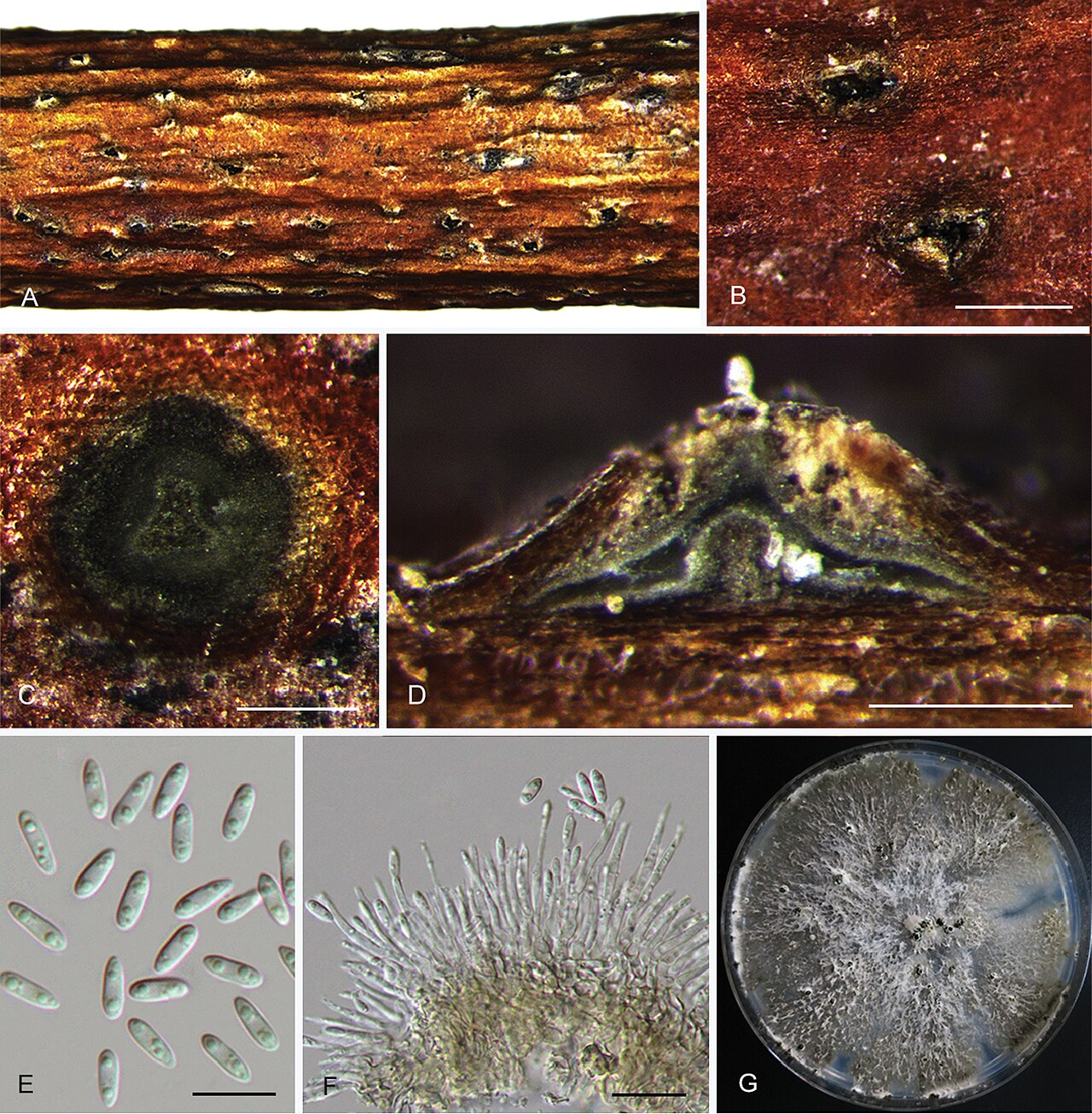 Diaporthe eres (Anamorph Phomopsis) — mikroskopische Darstellung der Fruchtkörper und Sporen des Pilzes aus dem Zweigrak-Komplex
