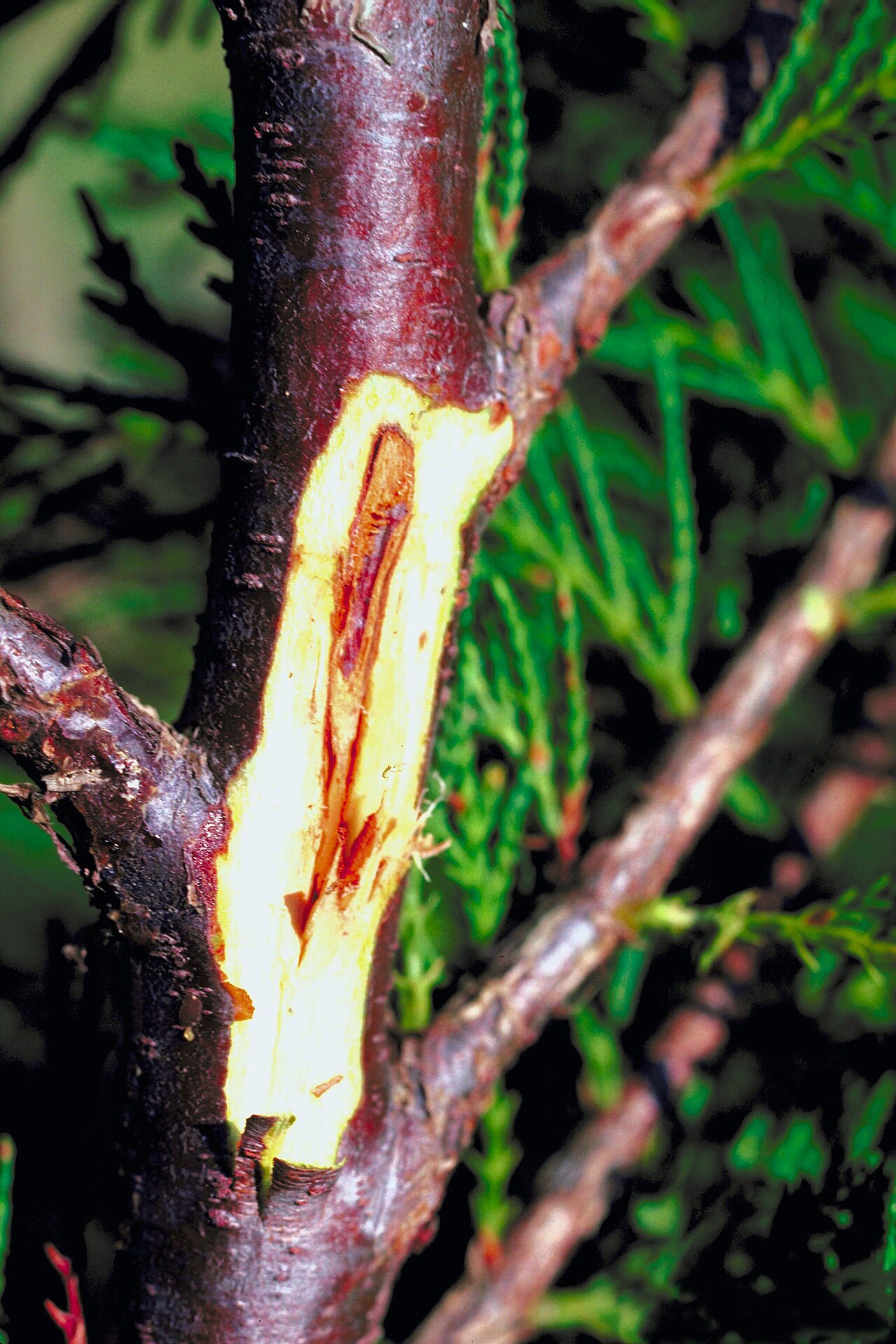 Botryosphaeria dothidea — Pilz aus der Familie der Botryosphaeriaceae, der eiförmige Läsionen und Triebtrocknung verursacht