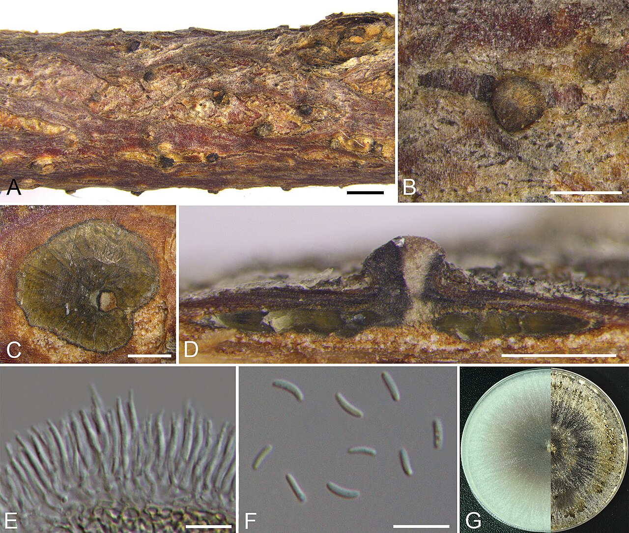 Cytospora coryli — Pilz der Gattung Cytospora, der mit Rak und Zweigbruch bei Haselnuss verbunden ist