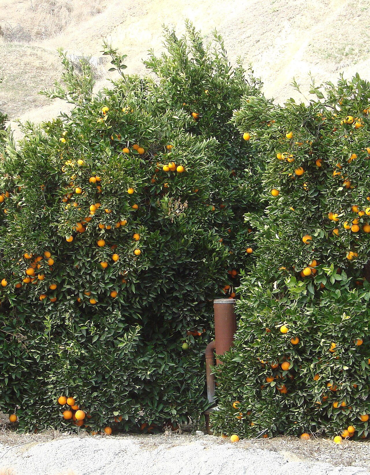 Orangen und Heizgerät (Smudge Pot) im Obstgarten