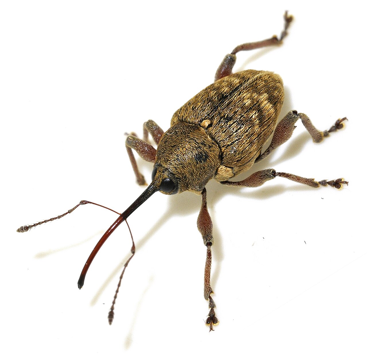 Haselnussbohrer (Curculio nucum), Schädling, dessen Stich eine leere Schale und einen traumatischen Fruchtabwurf verursacht