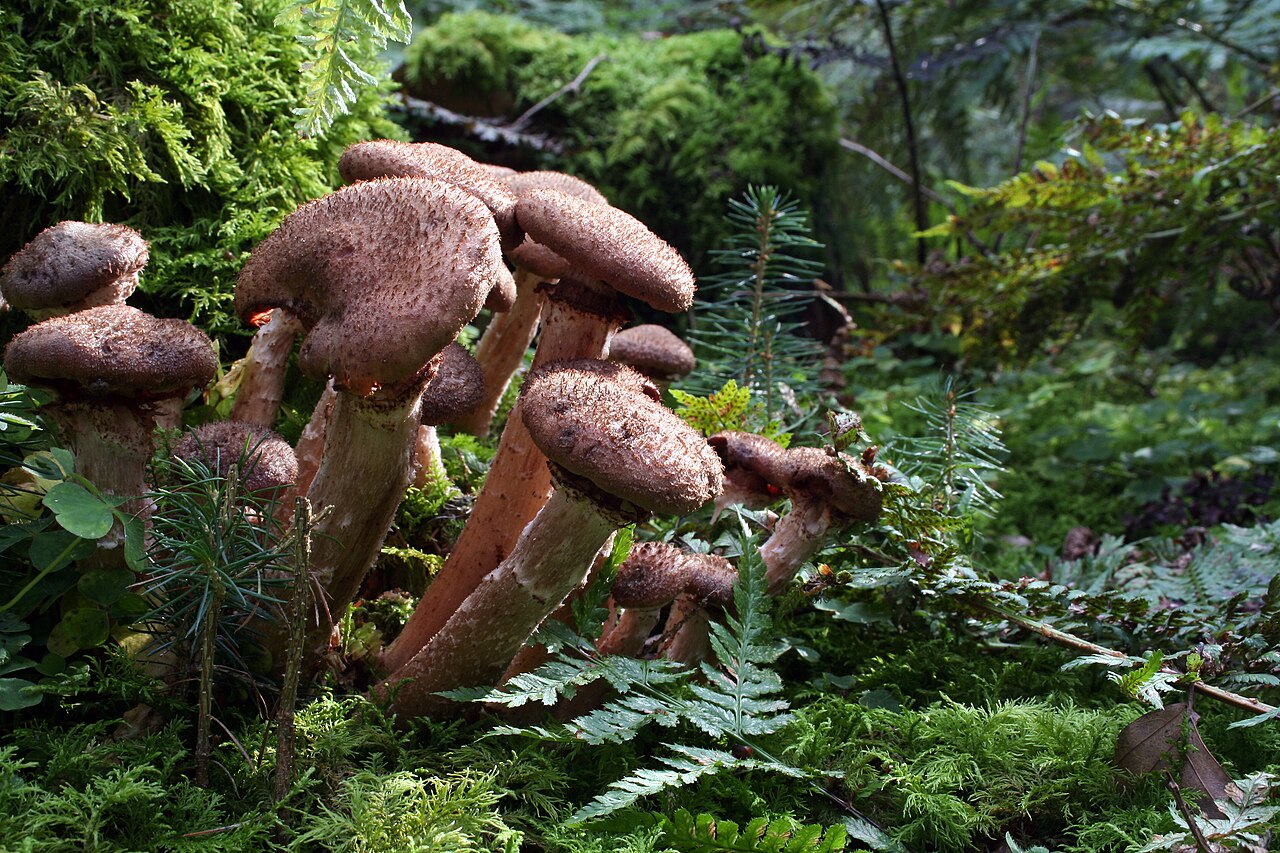 Honigpilz (Armillaria mellea), Erreger der Wurzelfäule und des Vertrocknens von Haselnussbäumen