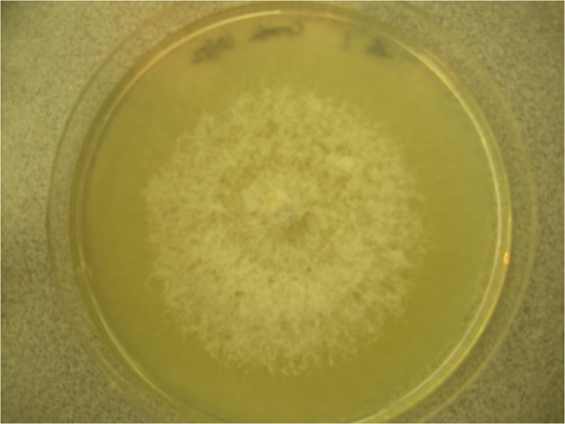 Kolonie des Pilzes Verticillium auf Nährboden; Isolierung auf Agar ist eine Methode zur laborbasierten Bestätigung des Erregers