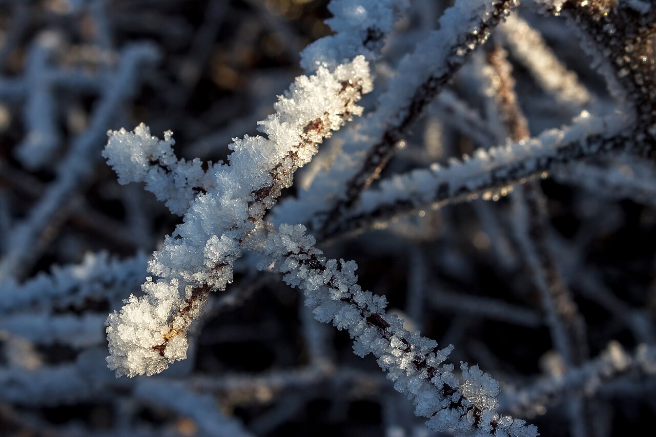 Junger Trieb mit Eisschicht nach Frostschutz durch Beregnung