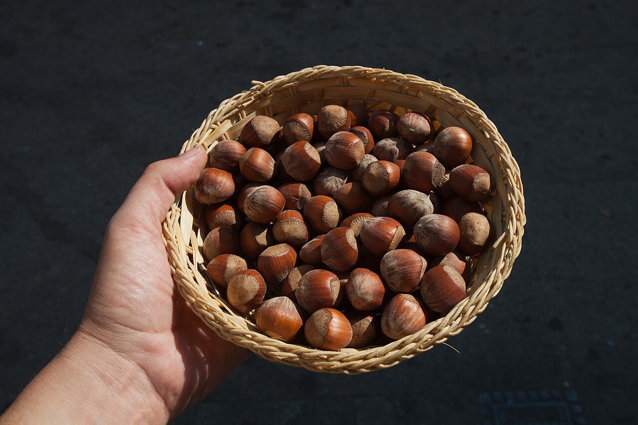 Hand hält Korb mit Haselnüssen